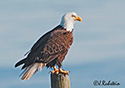 Haliaeetus leucocephalus